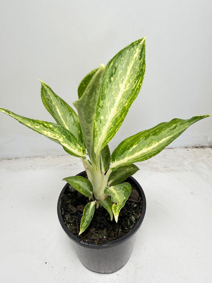 Aglanema Elieen - 100mm