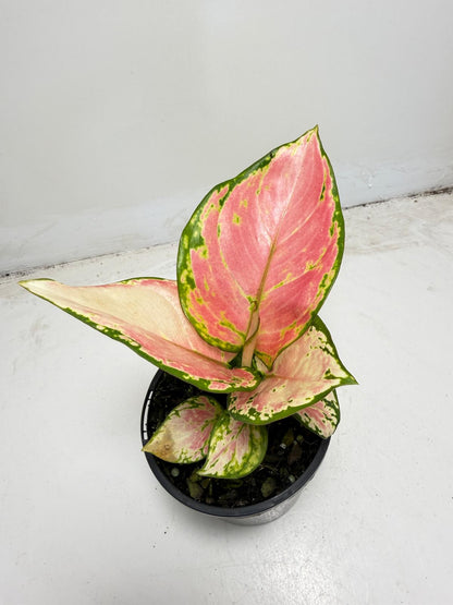 Aglaonema Crimson Valentine|100mm
