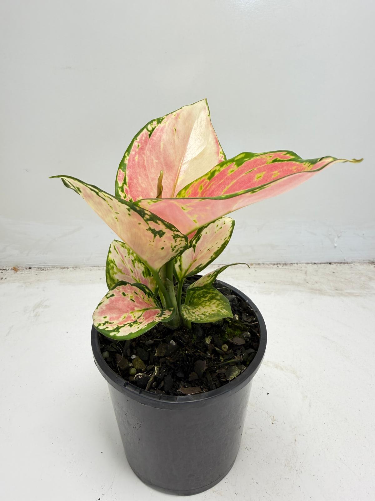 Aglaonema Crimson Valentine|100mm