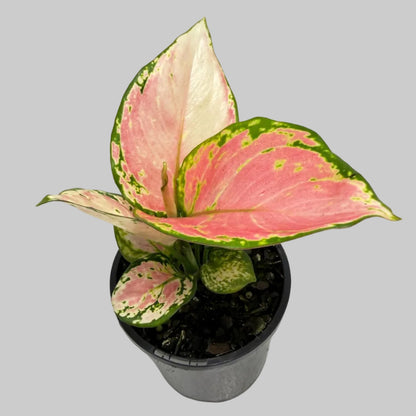 Aglaonema Crimson Valentine|100mm