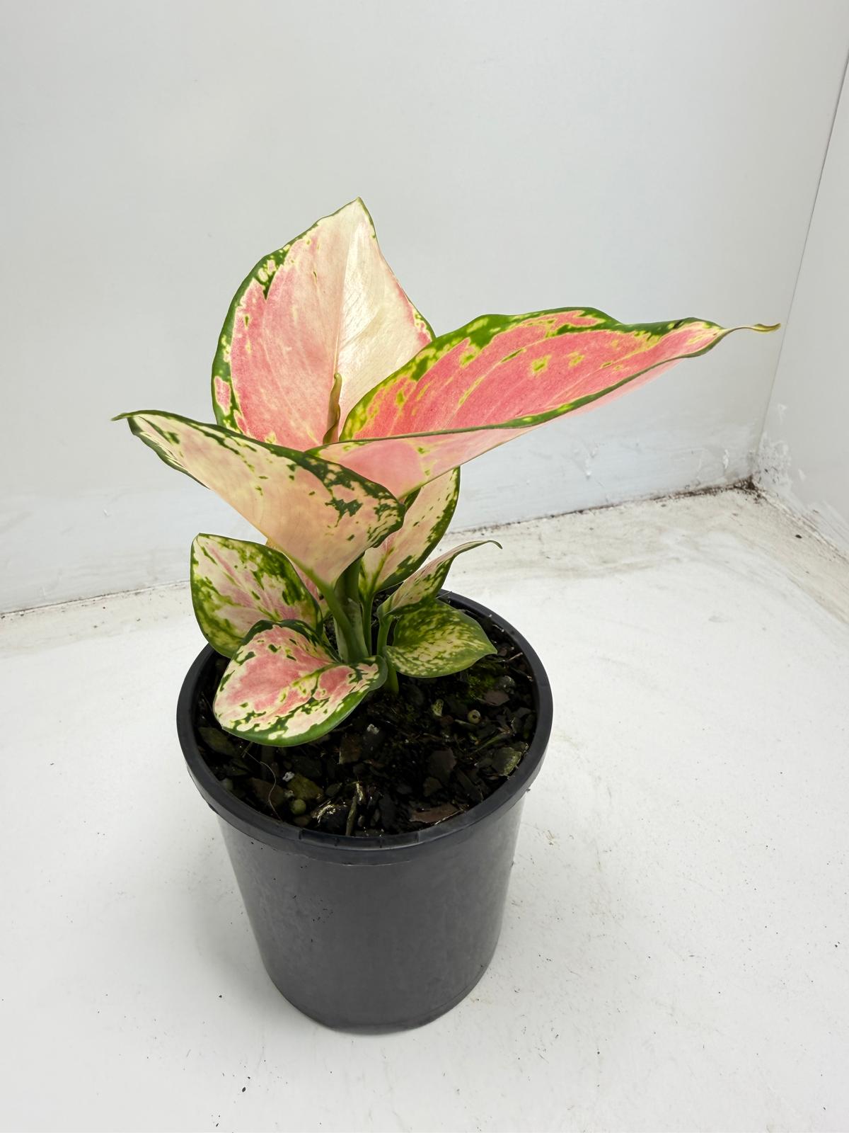 Aglaonema Crimson Valentine|100mm