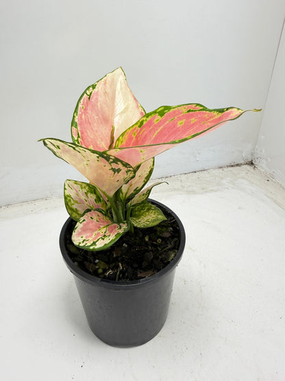 Aglaonema Crimson Valentine|100mm