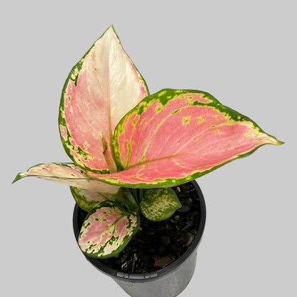 Aglaonema Crimson Valentine|100mm