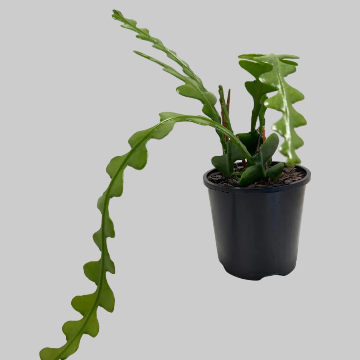 Fishbone cactus (Disocactus anguliger)|ric-rac  zig-zag cactus|100mm