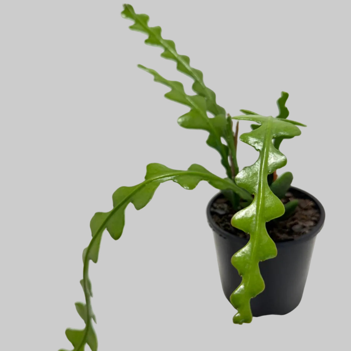 Fishbone cactus (Disocactus anguliger)|ric-rac  zig-zag cactus|100mm
