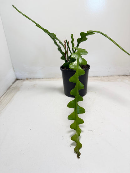 Fishbone cactus (Disocactus anguliger)|ric-rac  zig-zag cactus|100mm