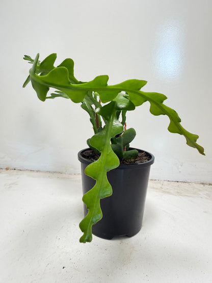 Fishbone cactus (Disocactus anguliger)|ric-rac  zig-zag cactus|100mm