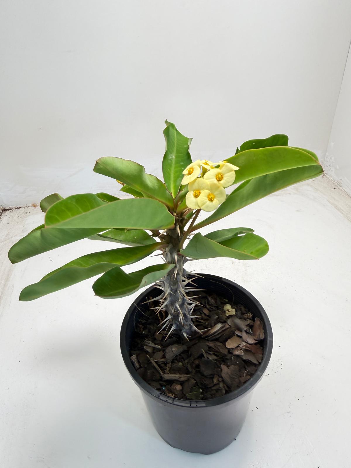 Euphorbia milli yellow tiny flower - 100mm