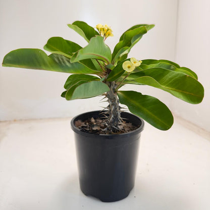 Euphorbia milli yellow tiny flower - 100mm