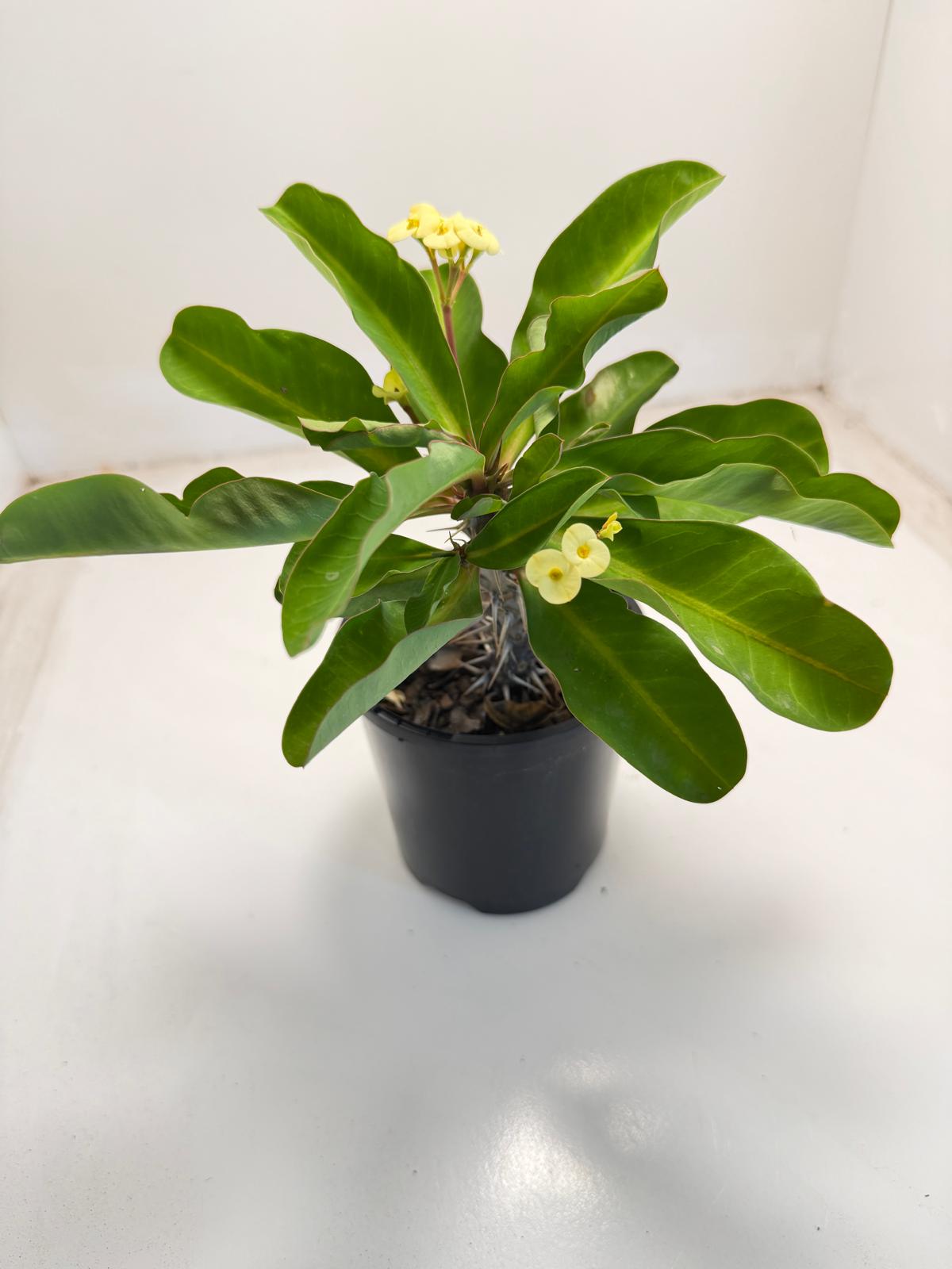 Euphorbia milli yellow tiny flower - 100mm