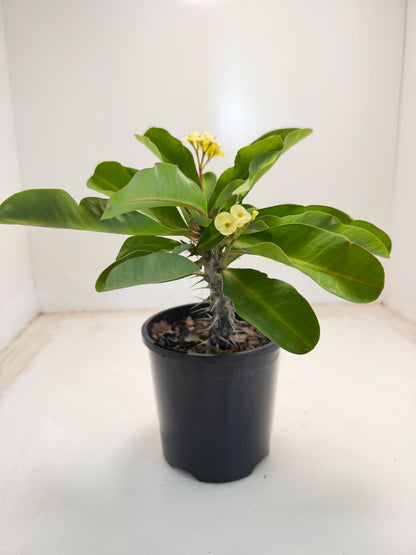 Euphorbia milli yellow tiny flower - 100mm