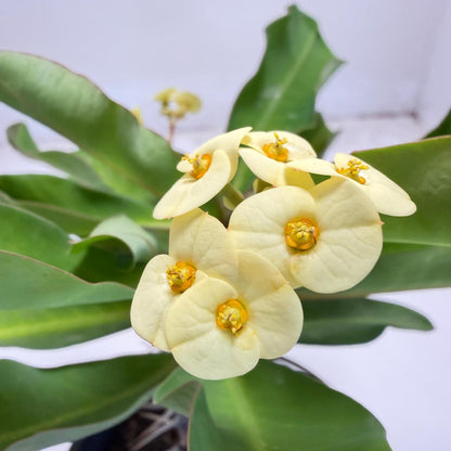 Euphorbia milli yellow tiny flower - 100mm