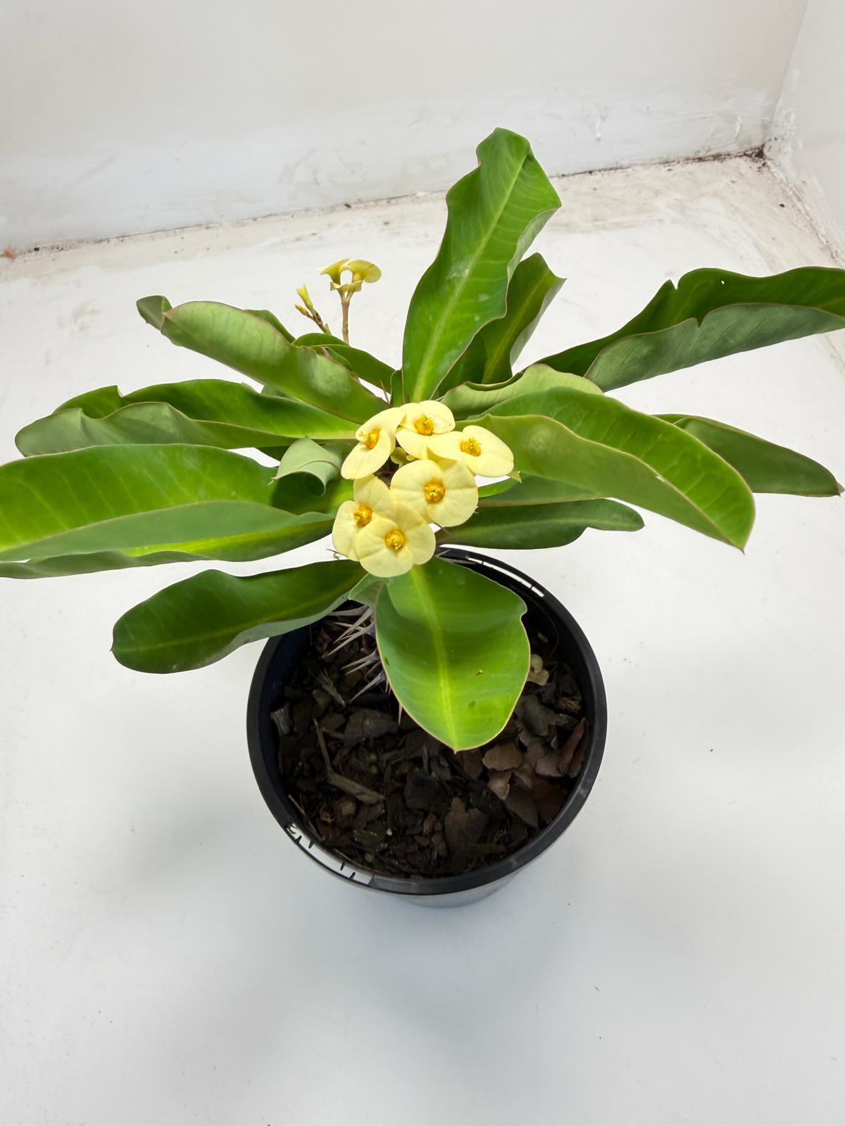 Euphorbia milli yellow tiny flower - 100mm