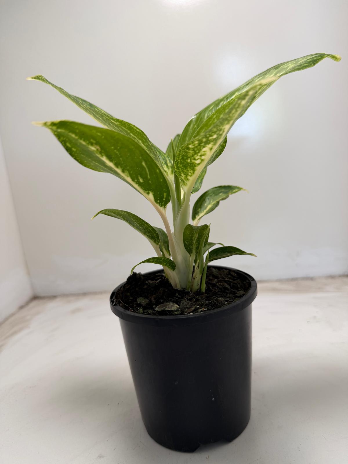Agronomia white rain | 100mm