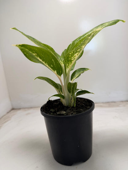 Agronomia white rain | 100mm