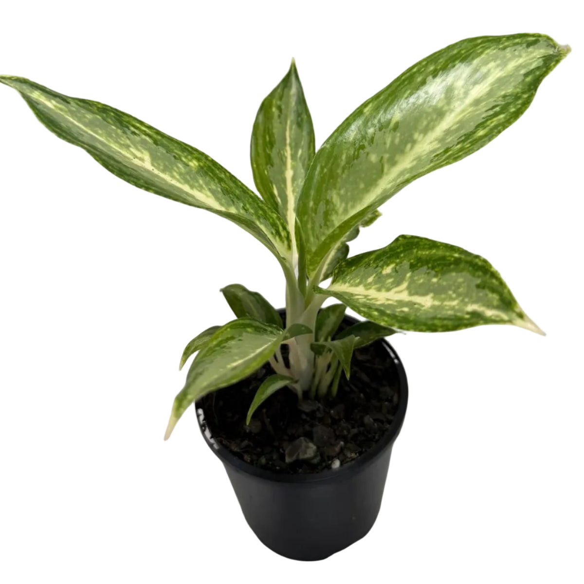 Agronomia white rain | 100mm