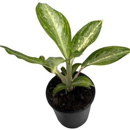 Agronomia white rain | 100mm