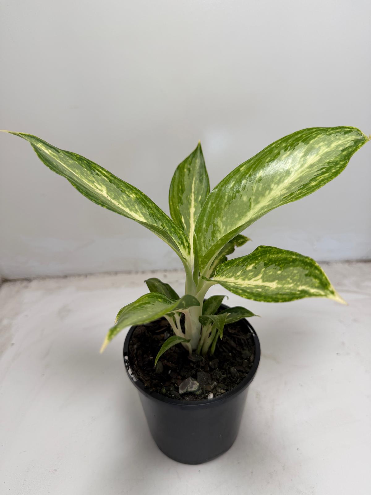 Agronomia white rain | 100mm