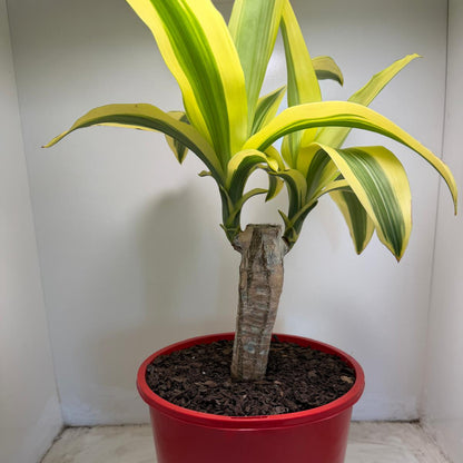 Dracaena fragrans 'Massangeana' (Happy Plant) totem Special