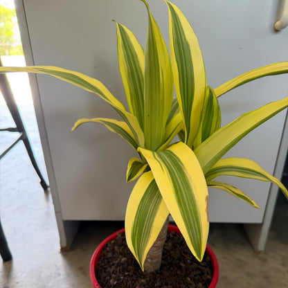 Dracaena fragrans 'Massangeana' (Happy Plant) totem Special