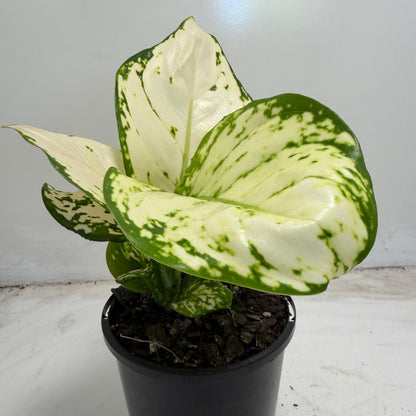 Aglaonema white Valentine | 100mm