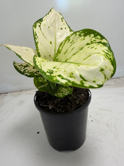 Aglaonema white Valentine | 100mm