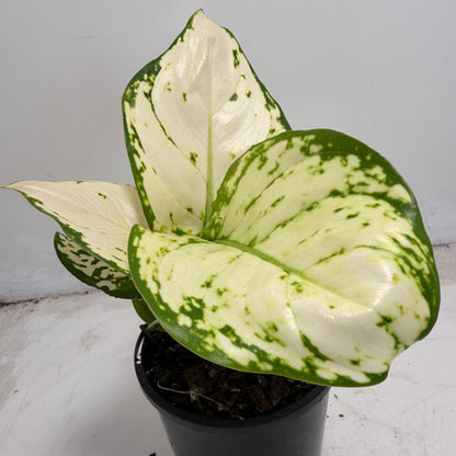 Aglaonema white Valentine | 100mm