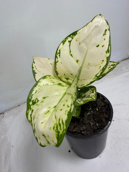 Aglaonema white Valentine | 100mm
