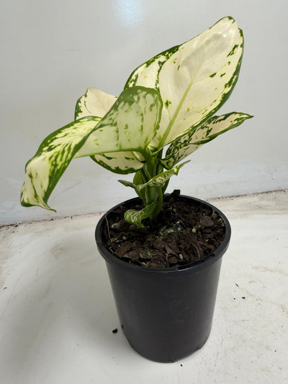 Aglaonema white Valentine | 100mm