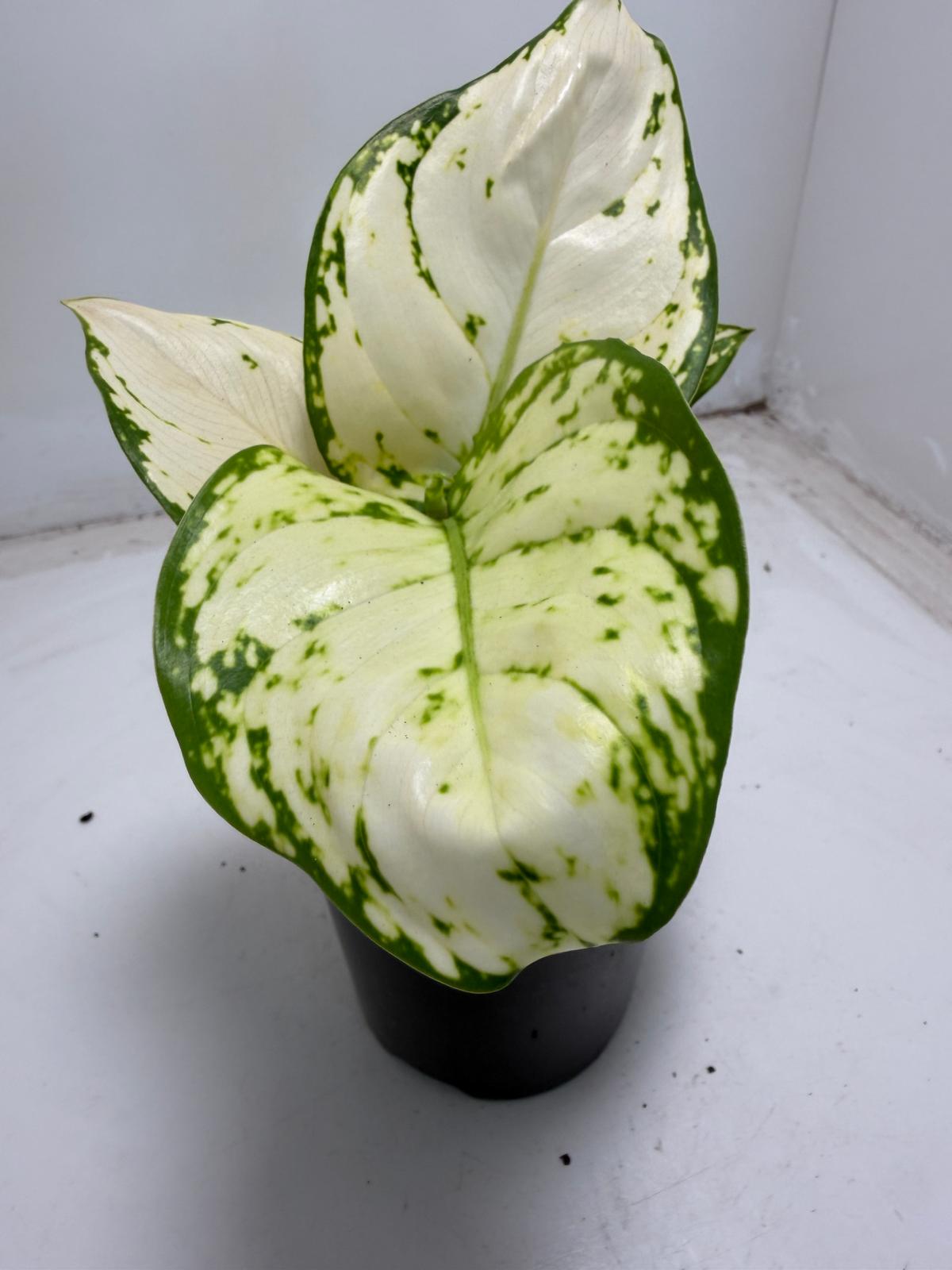Aglaonema white Valentine | 100mm