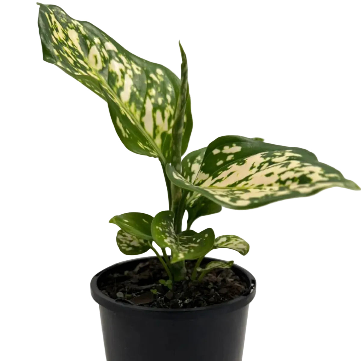 Aglaonema Eileen | 100mm