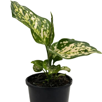 Aglaonema Eileen | 100mm