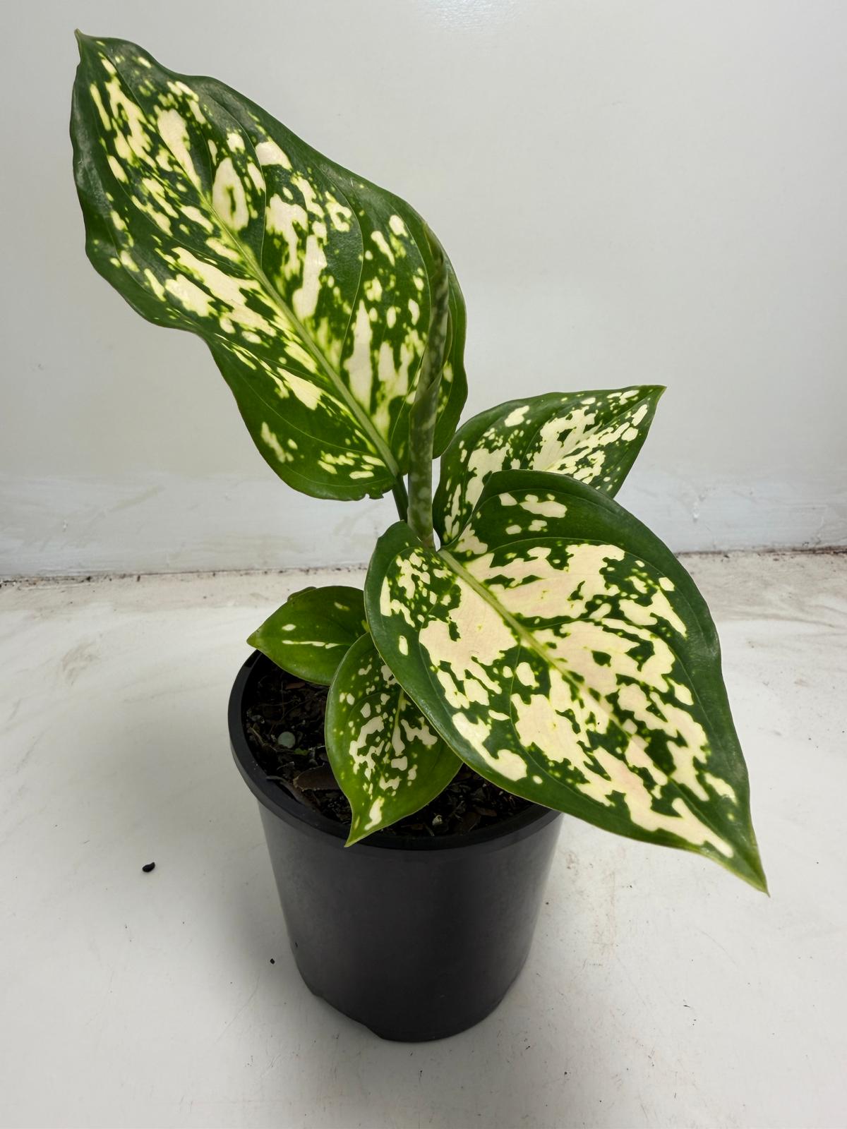 Aglaonema Eileen | 100mm
