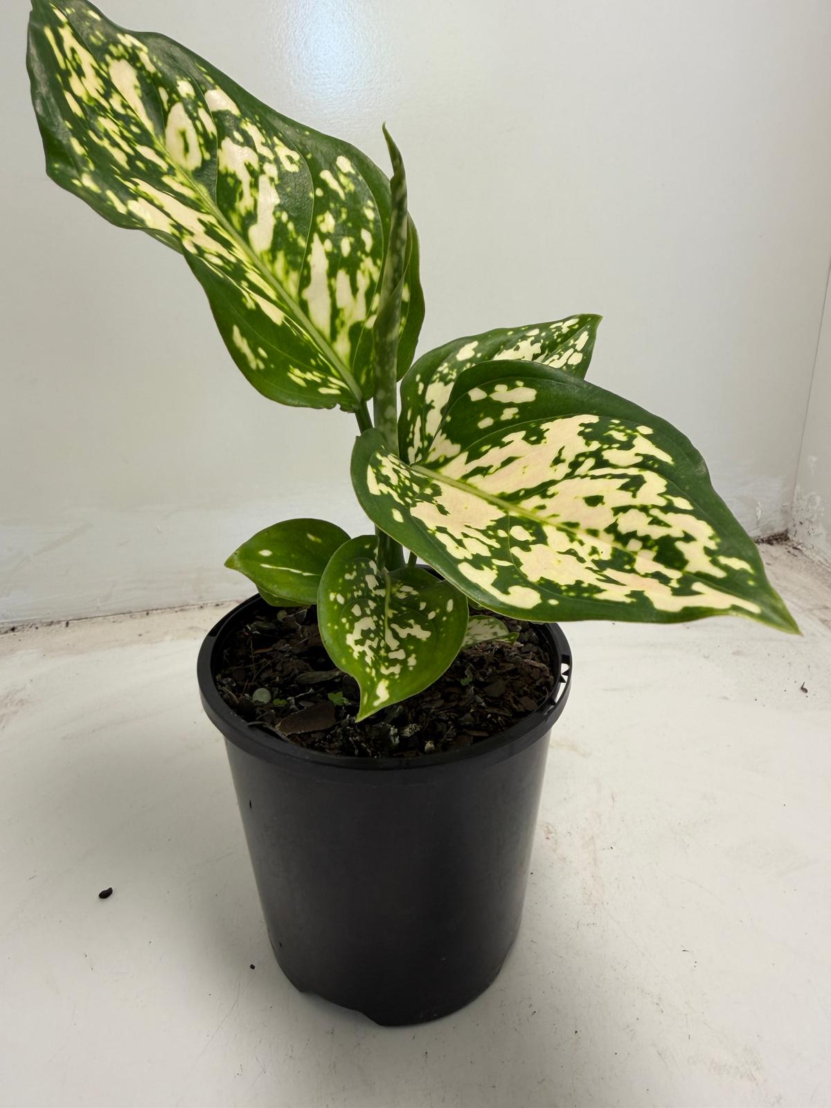 Aglaonema Eileen | 100mm
