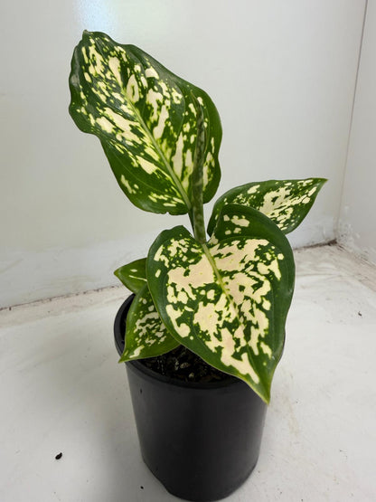 Aglaonema Eileen | 100mm