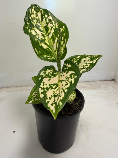 Aglaonema Eileen | 100mm