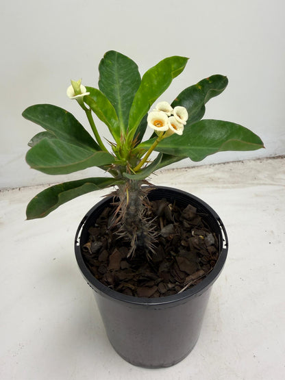 Euphorbia milli white | 100mm