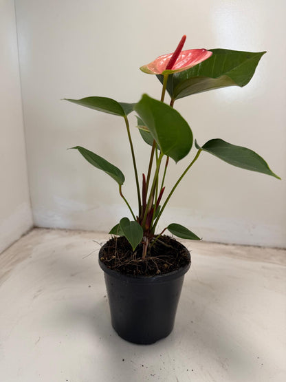 Anthurium Sunset – Tropical Elegance in Full Bloom with 100mm pot