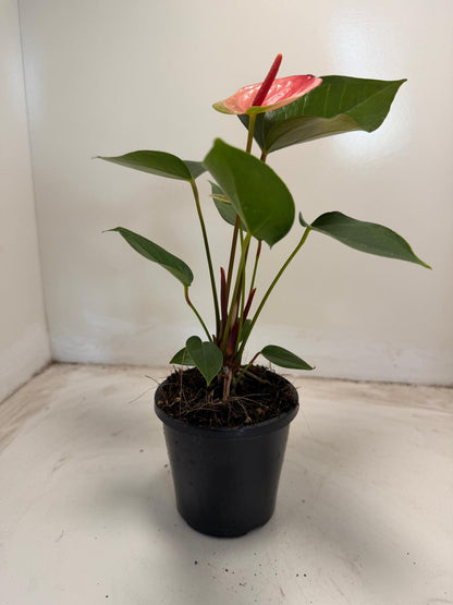 Anthurium Sunset – Tropical Elegance in Full Bloom with 100mm pot