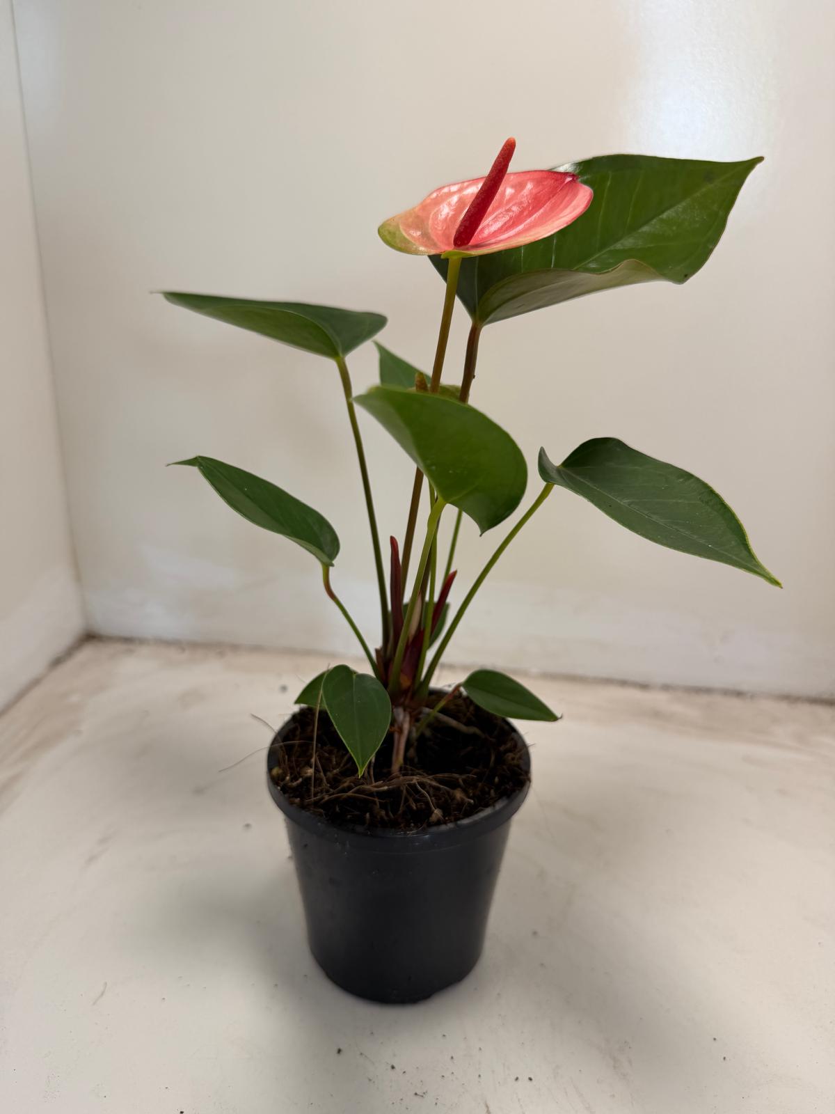 Anthurium Sunset – Tropical Elegance in Full Bloom with 100mm pot