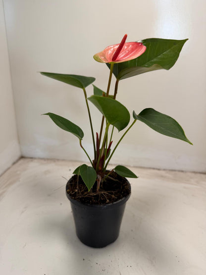 Anthurium Sunset – Tropical Elegance in Full Bloom with 100mm pot