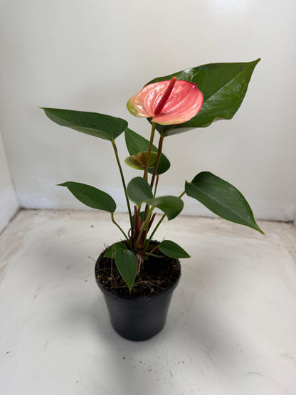 Anthurium Sunset – Tropical Elegance in Full Bloom with 100mm pot