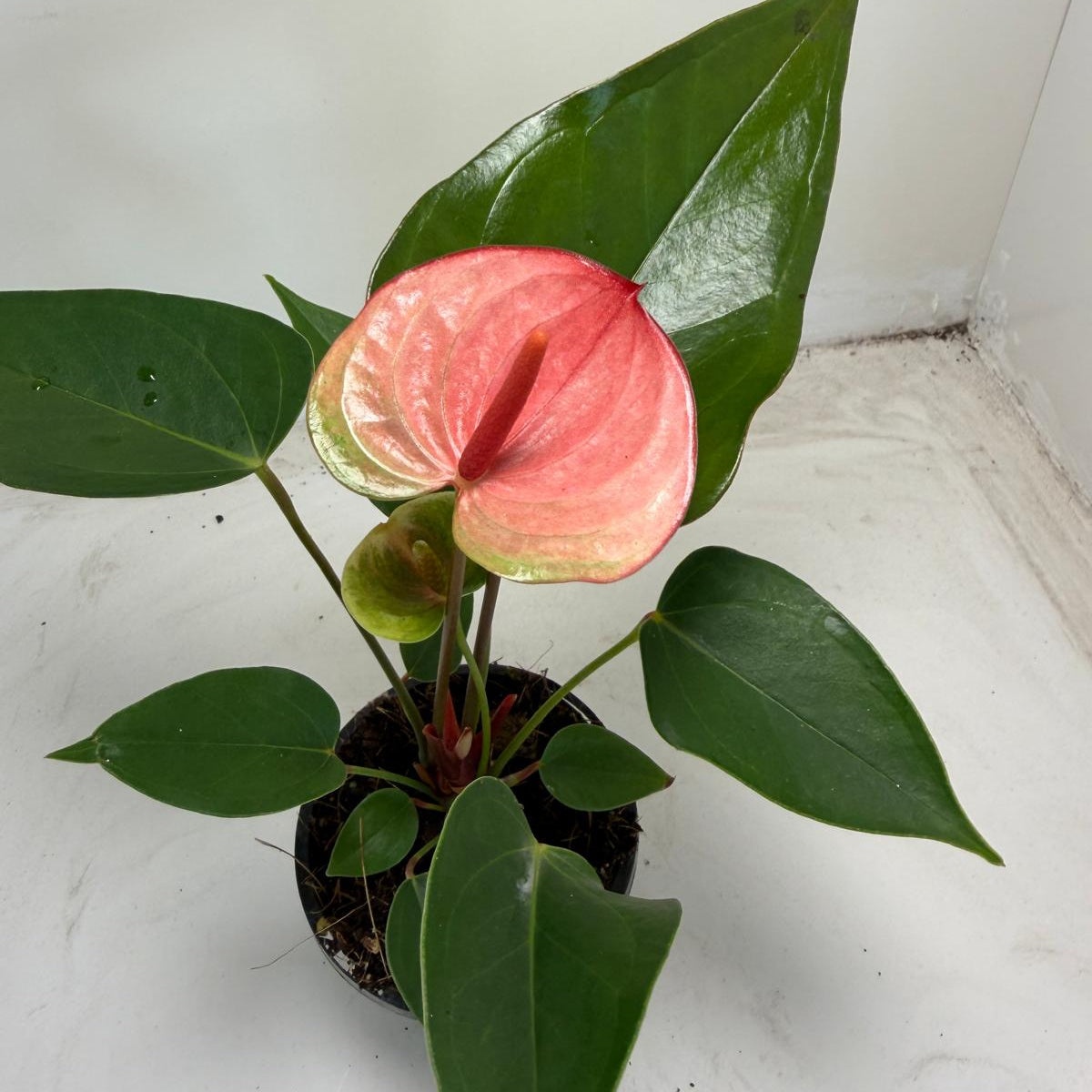 Anthurium Sunset – Tropical Elegance in Full Bloom with 100mm pot