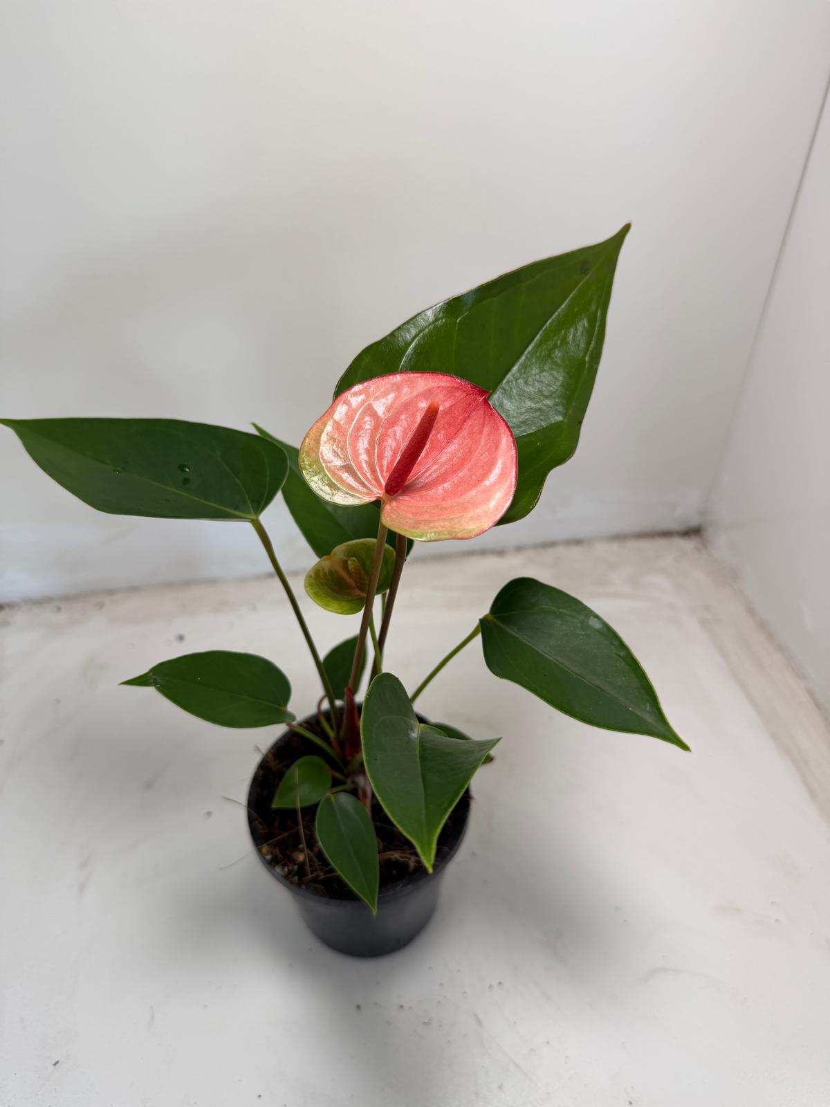 Anthurium Sunset – Tropical Elegance in Full Bloom with 100mm pot