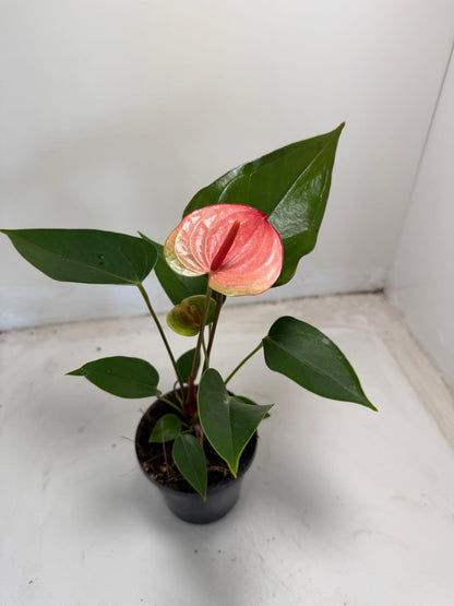 Anthurium Sunset – Tropical Elegance in Full Bloom with 100mm pot