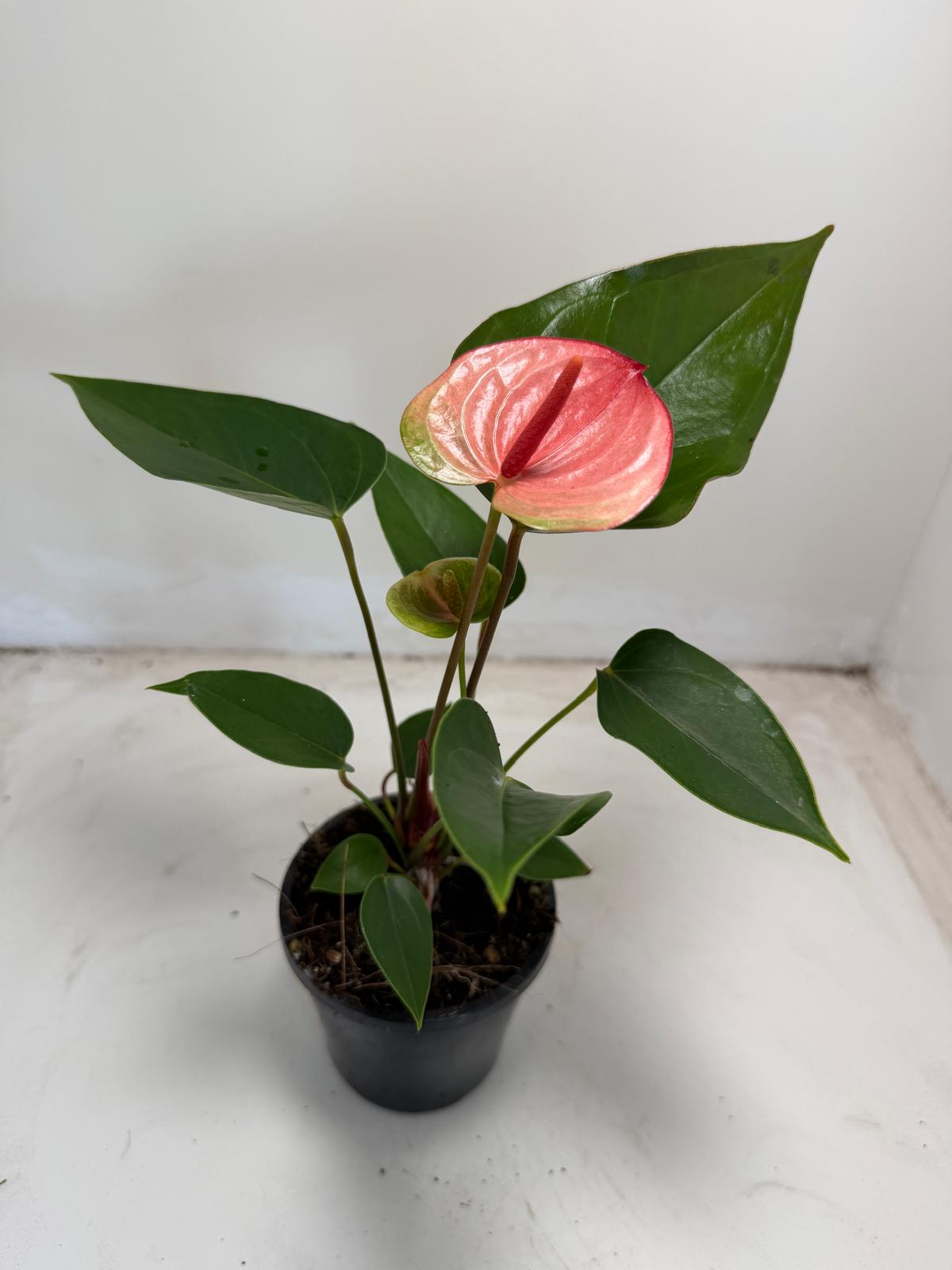Anthurium Sunset – Tropical Elegance in Full Bloom with 100mm pot