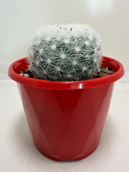Pincushion Cactus – Mammillaria Candidia -130mm pot size