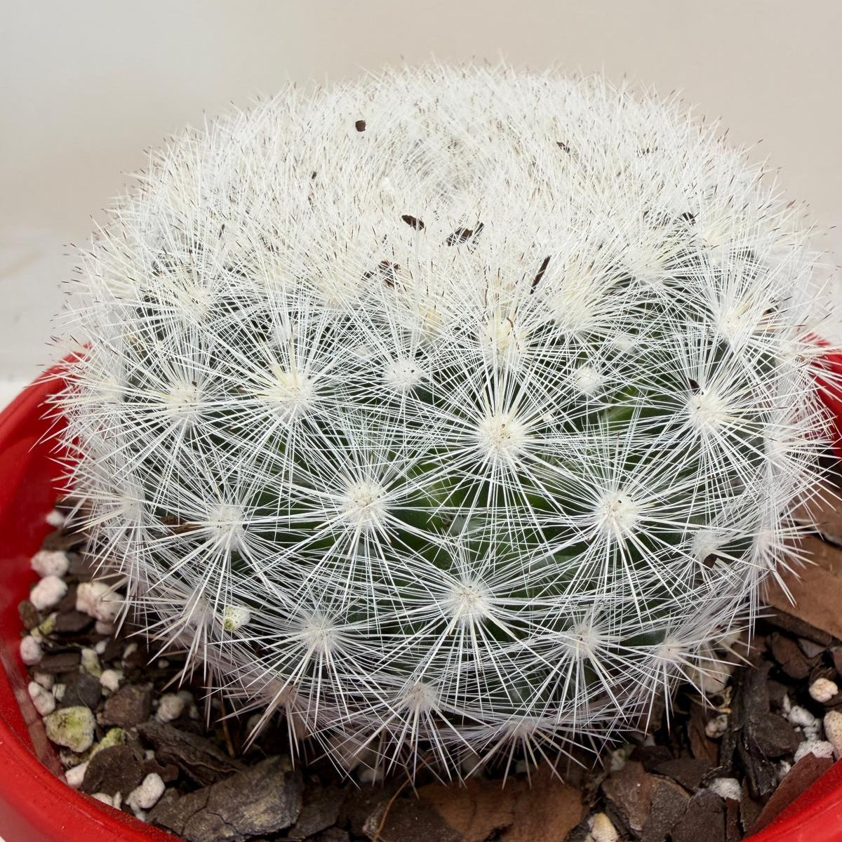 Pincushion Cactus – Mammillaria Candidia -130mm pot size