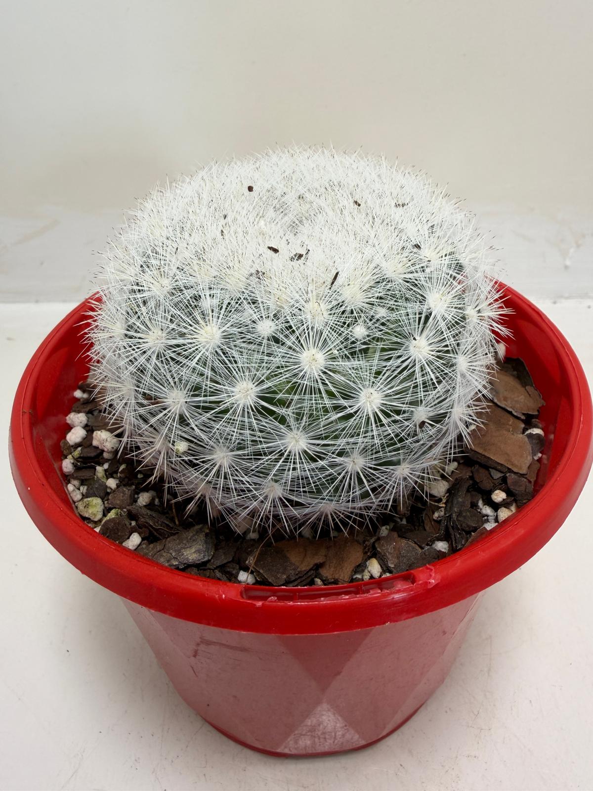 Pincushion Cactus – Mammillaria Candidia -130mm pot size