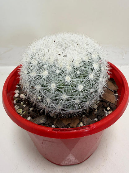 Pincushion Cactus – Mammillaria Candidia -130mm pot size